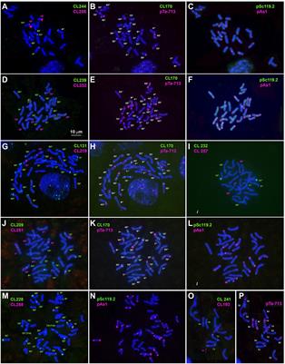 Aegilops crassa Boiss. repeatome characterized using low-coverage NGS as a source of new FISH markers: Application in phylogenetic studies of the Triticeae